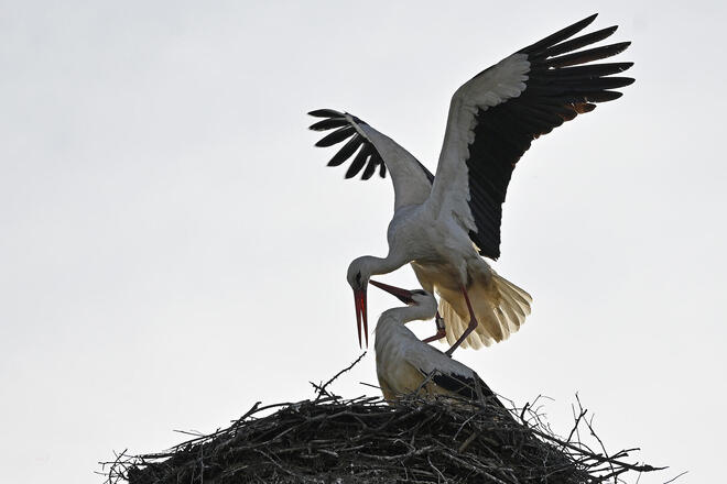 Das Plaußiger Storchenpaar